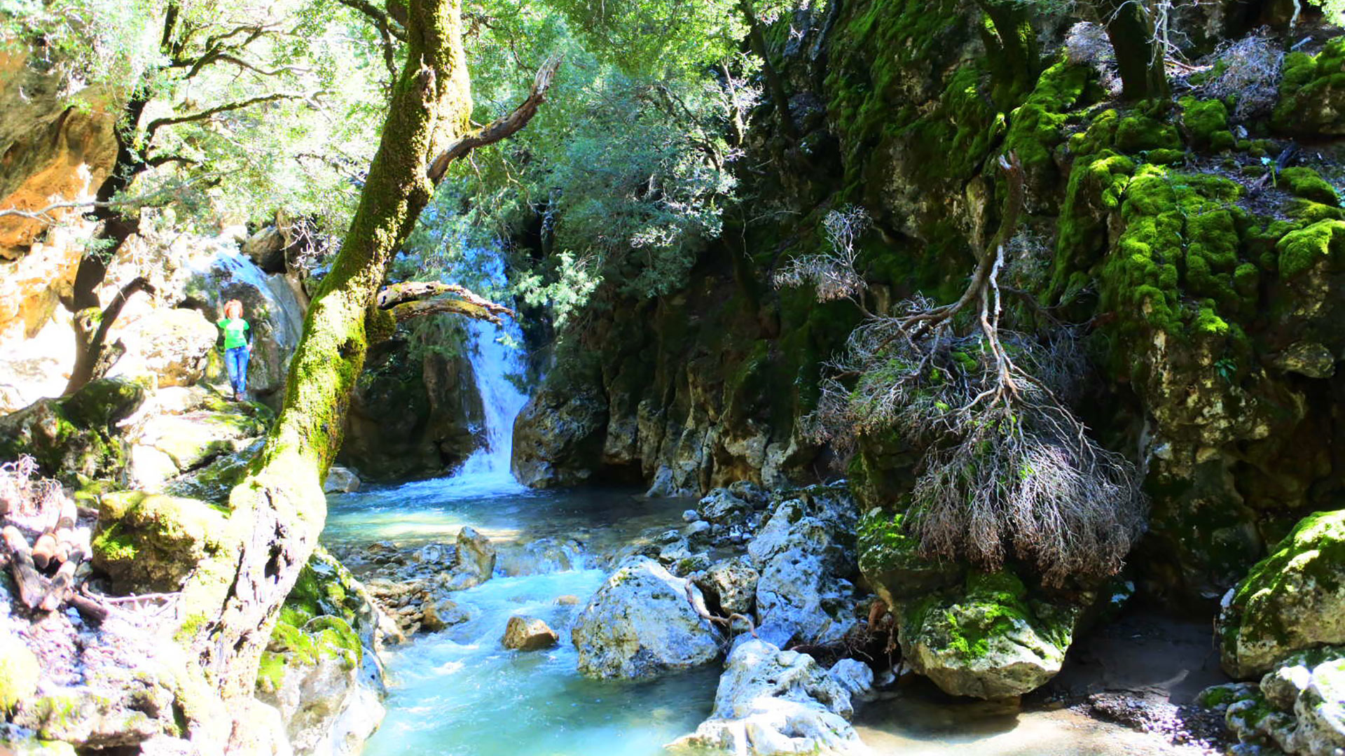 Rouvas gorge & forest