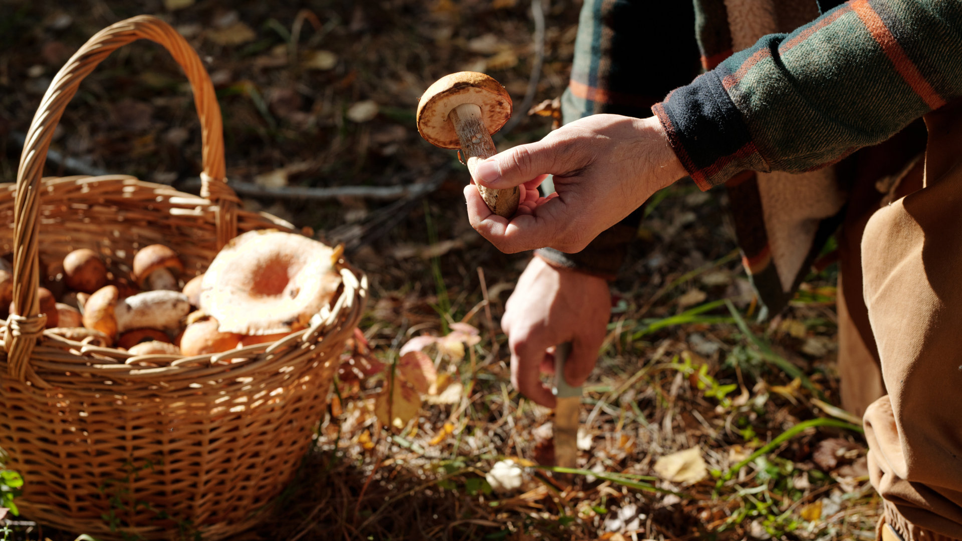 Tours and hiking for mushrooms 2