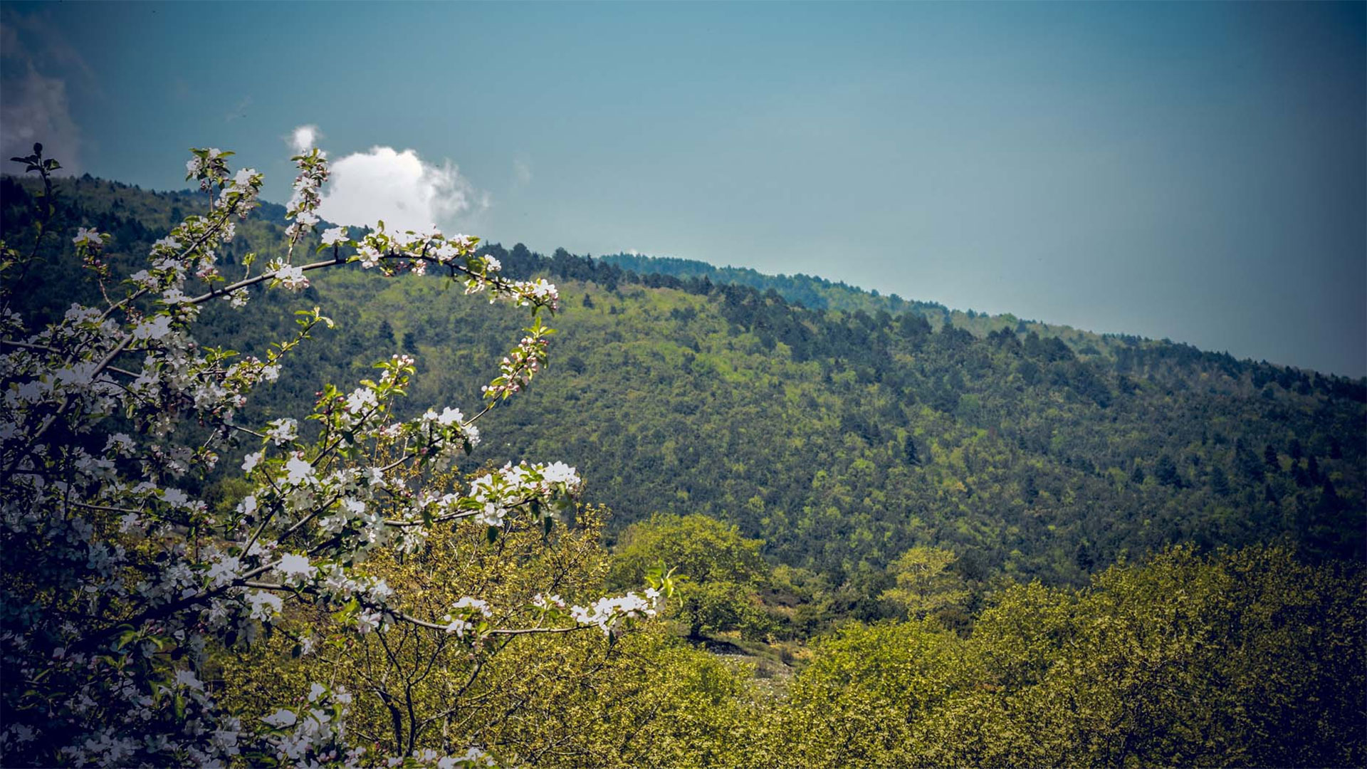 Old Leptokaryas’ Forest