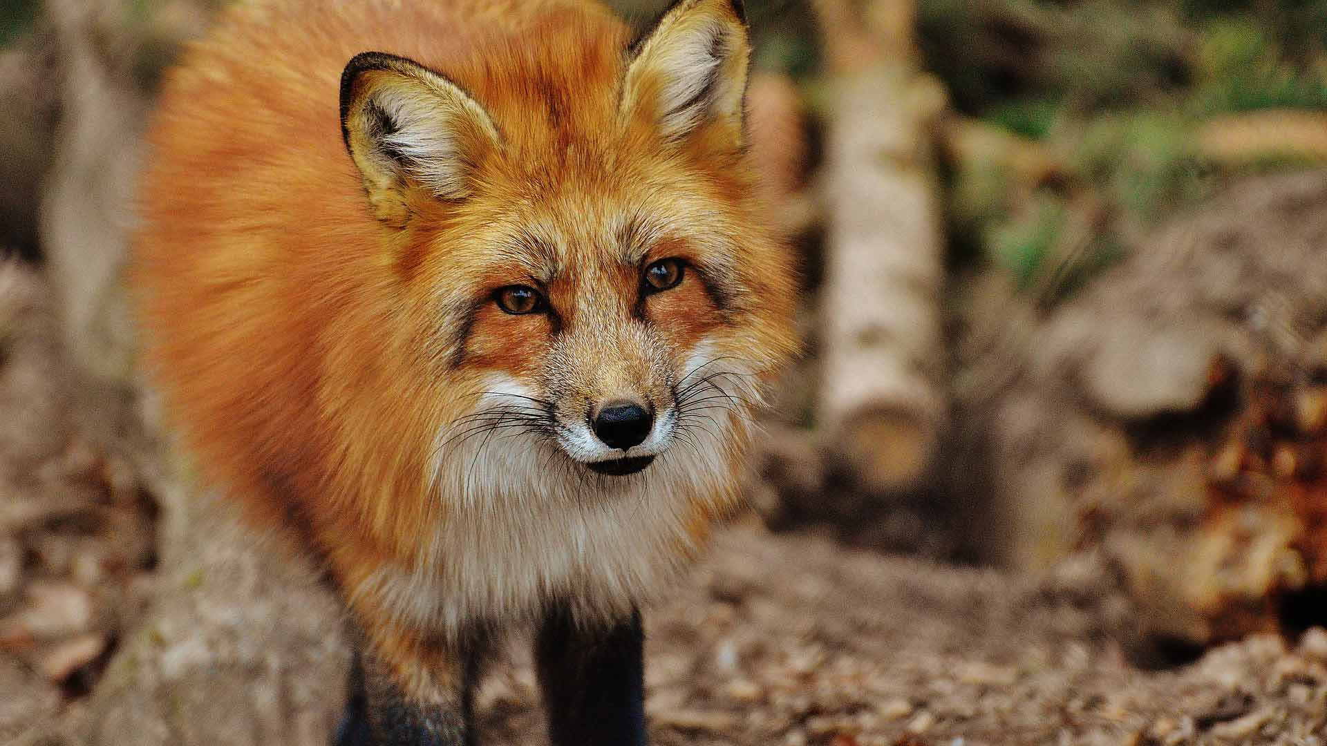 Attica Zoo Park